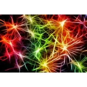 vagus nerve