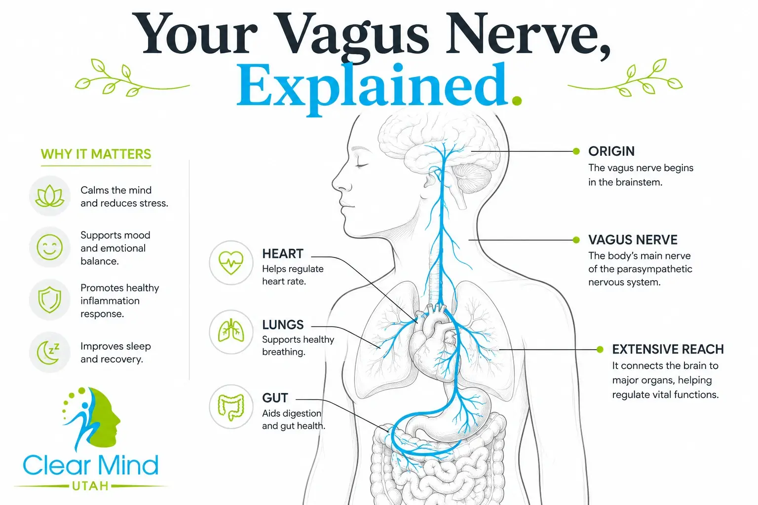 Infographic showing the vagus nerve from brainstem to abdomen with labeled organs and a 'why it matters' list. | clear mind utah | clear mind utah
